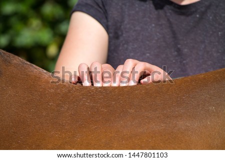physical therapy for horse, Exercise and regeneration for horses, woman is working with horse for therapy, massage equine Royalty-Free Stock Photo #1447801103