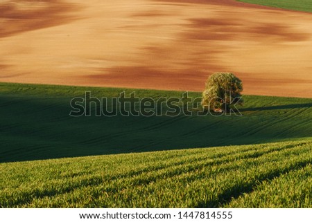 Golden colored weadow. Tree on green field in Moravia. Beautiful nature. Rural scene.