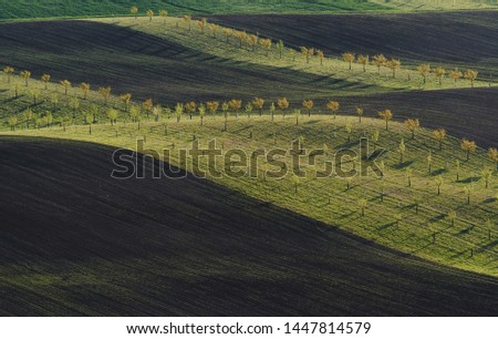 Line of fresh trees on the green agriciltural fields at daytime.