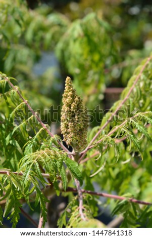 Staghorn sumac flower buds - Latin name - Rhus typhina