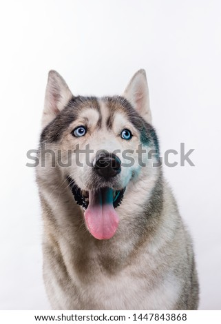 Cute Siberian Husky sitting in front of a white background. Portrait of husky dog with blue eyes isolated on white. Copy space