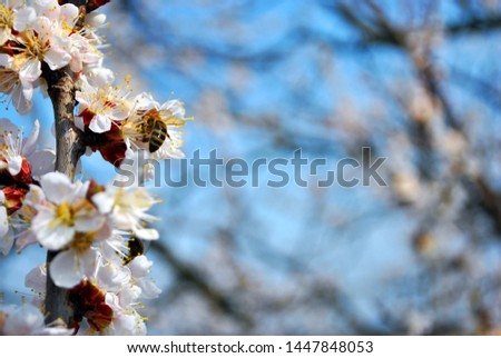 Apricot tree blossom flowers close up detail on blurry blue sky background