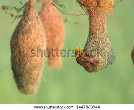 Baya weaver (Ploceus philippinus) with Nest