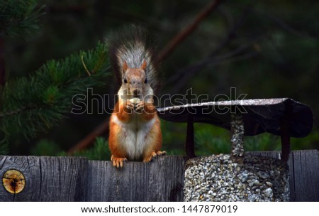 Squirrel sits on the fence and eats nut.