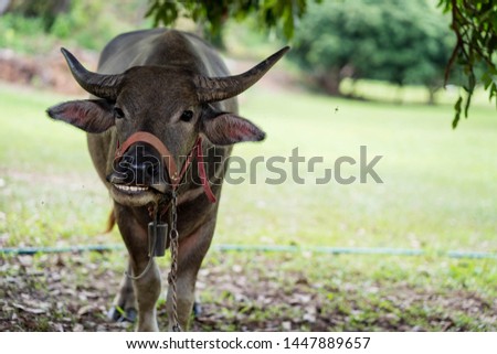 The picture of water buffalo in the Nature 