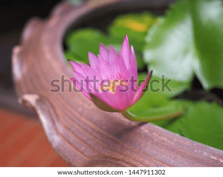 Pink lotus bloom in the temple of Chiangrai, Thailand
