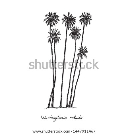 Washingtonia robusta, the Mexican fan palm or Mexican washingtonia trees group silhouette, hand drawn gravure style, vector sketch illustration with inscription Royalty-Free Stock Photo #1447911467