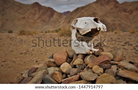 The skull of an animal ( horse or zebra) placed on top of a pile of rocks with its jaws open, with mountains and desert in the background
