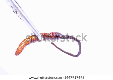 Cordyceps Chinese, Yarsagumba. Chinese medicine