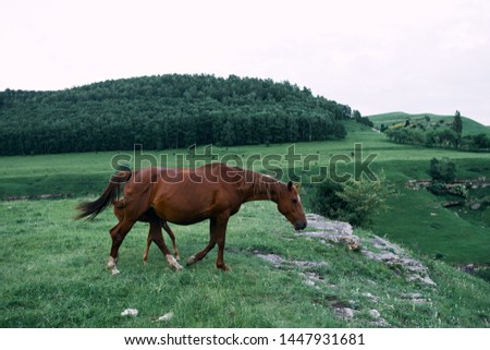 brown horse in the mountains