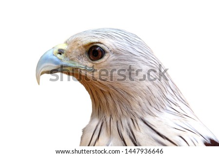 Eagle , Hawk head isolated on white background