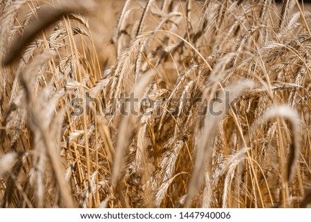 Bright fields of corn, rye, cereal, agriculture  Poland.