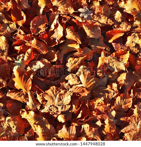 Photo realistic seemless texture pattern of autumn leaves on a forest ground