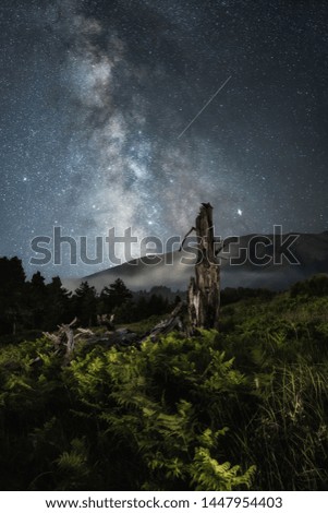 Milky way, ferns and dry trunk in a summer night. Falling stars over the Volcano Etna, Sicily
