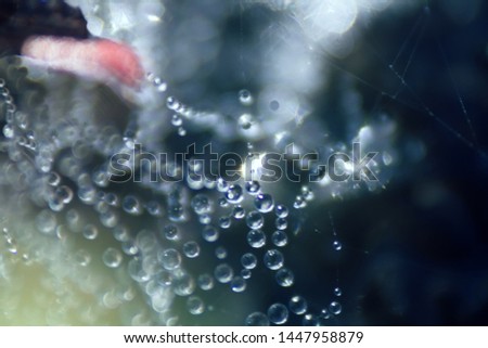 Dew drops on spider web as a luxurious necklace of pearls and gemstones