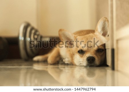 lazy sleeping dog cute pet relax after play in the house, portrait small dog brown color 