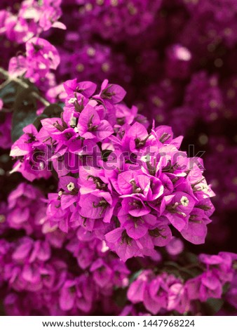 Lilac flower, purple flower, colorfull picture 