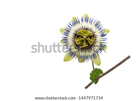 Blue passion flower isolated on a white background.