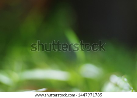 Close up of soft blur green grass for background. Beautiful green grass on a blurry background. Abstract green leaf background.