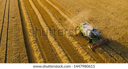 Combine harvesting corn. Aerial drone shot.
