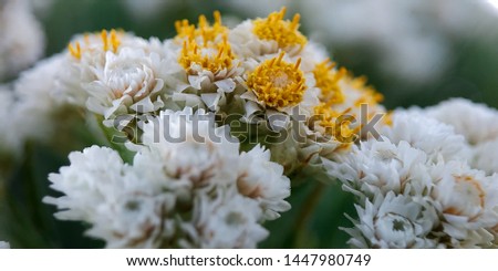 Mountain edelweiss flower that is blooming in yellow 