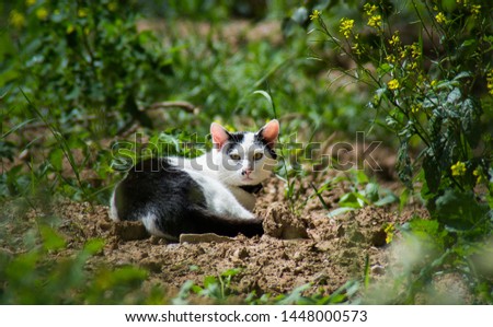 Cat laying on the ground behind the house in garden