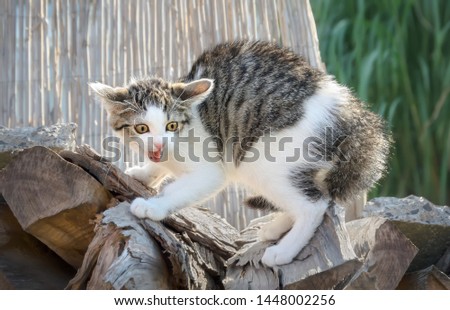 A young scared kitten, a tabby white European Shorthair, arches his back and hissing with opened mouth, the cat has wild staring eyes, pinned-back ears and puffed up his fur Royalty-Free Stock Photo #1448002256