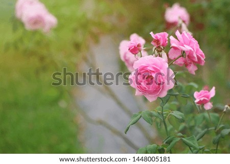 Beautiful pink roses in the garden with sunlight of summer time. Nature, flower and Valentine' s day concept.