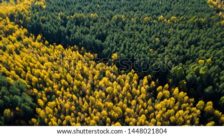The autumn forest of pines and other trees that are tokens and created a cozy mood of the magical autumn. Shooting from the drone. Top view.