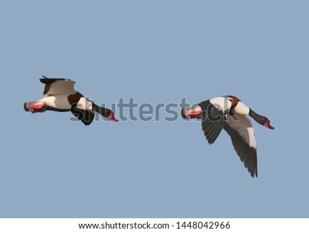 A variety of pictures of common shelduck (Tadorna tadorna) during the mating season. Photos of these birds in flight and on the ground. Bright colors and interesting camera angles