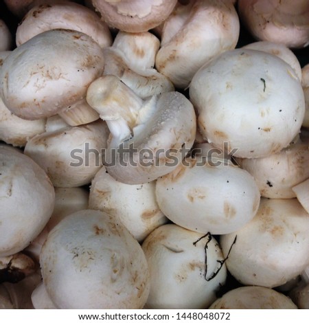 Macro photo nature food mushrooms champignon. Texture white mushrooms champignon.