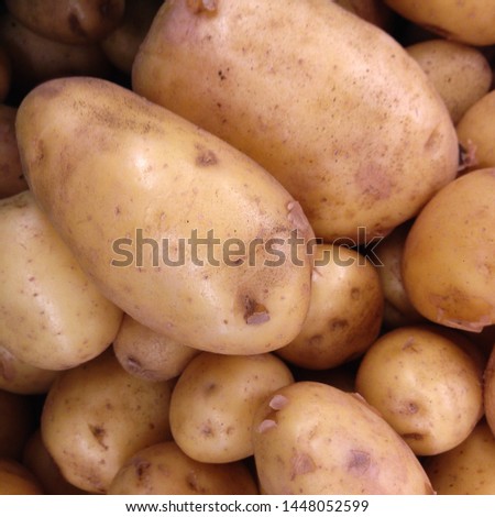 Macro photo food root vegetable potatoes. Texture vegetable white young potato.