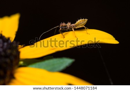Predator insect spiny Assassin bug hunting, Reduviidae, hemiptera, True Bug, on yellow petal of a black-eyed susan flower with black backgound, macro close-up insect Royalty-Free Stock Photo #1448071184