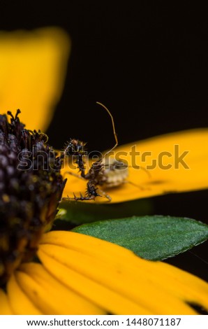Spike Assassin bug on pest control, Reduviidae, hemiptera True Bug, on a black-eyed susan flower, macro close up insect Royalty-Free Stock Photo #1448071187