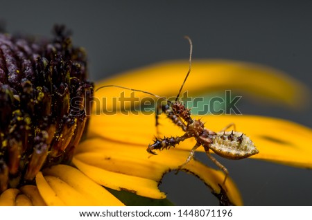 Hunting spiny spike covered Assassin bug, Reduviidae, hemiptera True Bug, on yellow petal of a black-eyed susan flower, macro close-up insect, North Carolina Royalty-Free Stock Photo #1448071196