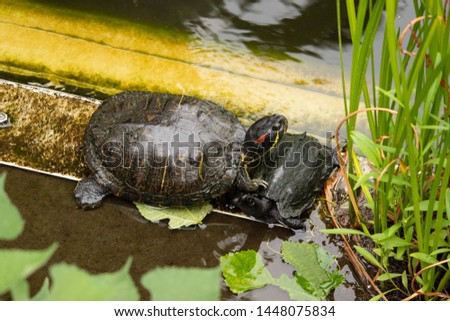 Tortoises found in a park Royalty-Free Stock Photo #1448075834