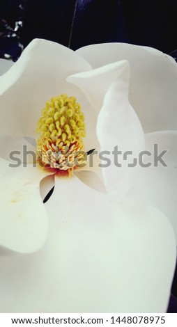 Gorgeous Magnolia blossom found in Virginia