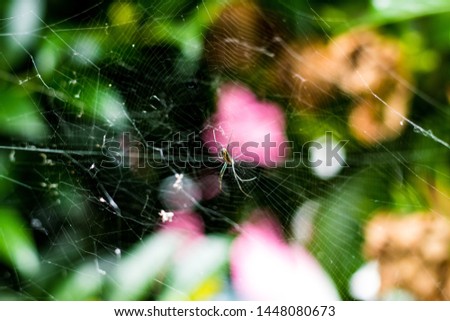 Colorful spider in a garden Royalty-Free Stock Photo #1448080673