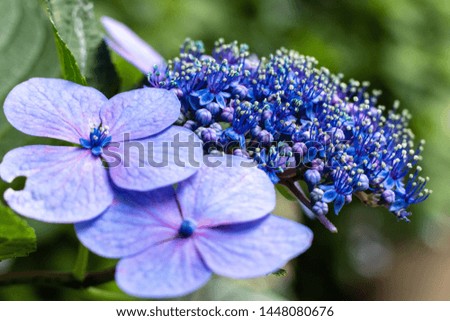 Flowers inside a park and lake Royalty-Free Stock Photo #1448080676