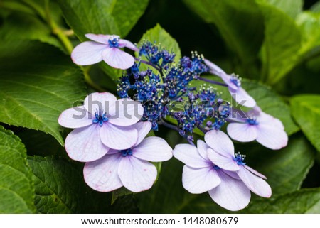 Flowers inside a park and lake Royalty-Free Stock Photo #1448080679