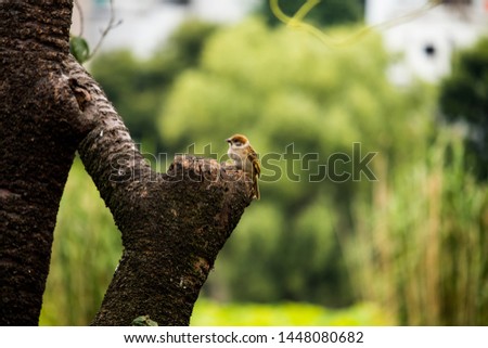 Tree sparrows in a park Royalty-Free Stock Photo #1448080682