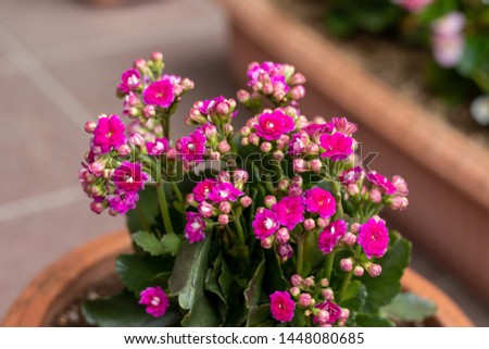 Flowers inside a park and lake Royalty-Free Stock Photo #1448080685