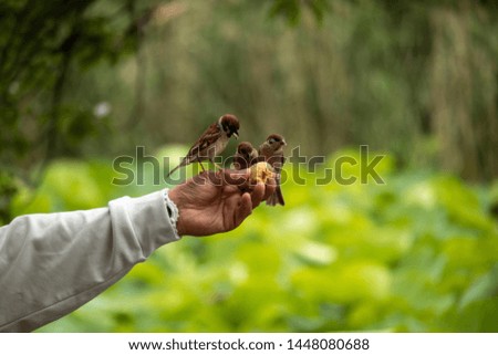 Tree sparrows in a park Royalty-Free Stock Photo #1448080688