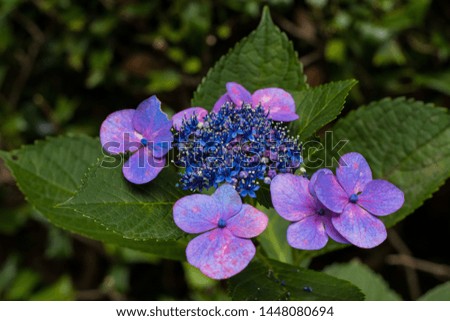 Flowers inside a park and lake Royalty-Free Stock Photo #1448080694