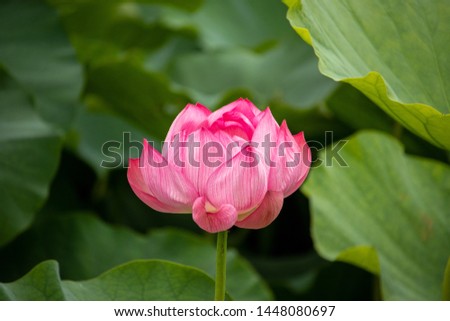 Flowers inside a park and lake Royalty-Free Stock Photo #1448080697