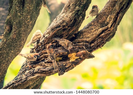 Tree sparrows in a park Royalty-Free Stock Photo #1448080700