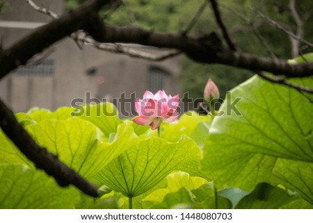 Flowers inside a park and lake Royalty-Free Stock Photo #1448080703