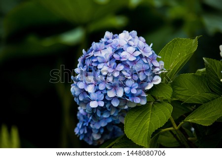 Flowers inside a park and lake Royalty-Free Stock Photo #1448080706