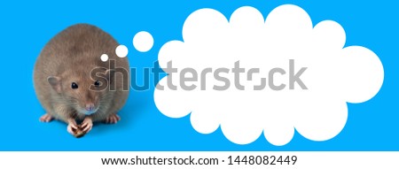 portrait of a domestic rat on a blue background