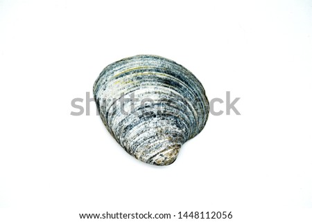 sea shell isolated on white background clipping path